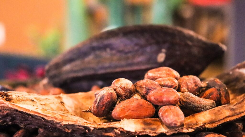Kakao Frucht mit Kakao Bohnen