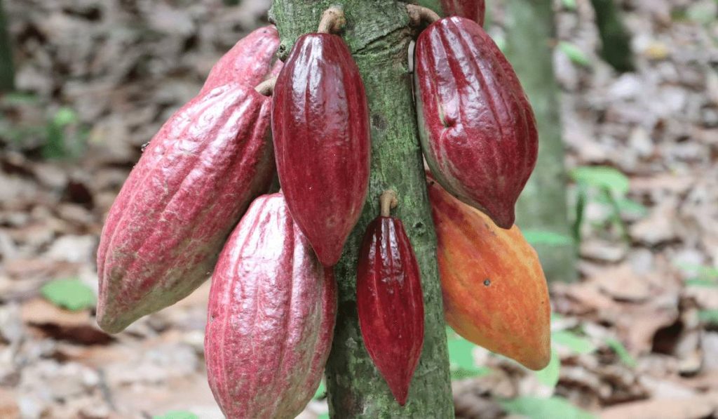 Kakao Zeremonie - Kakaobaum mit reifen, rötlichen Früchten, die direkt am Stamm wachsen.