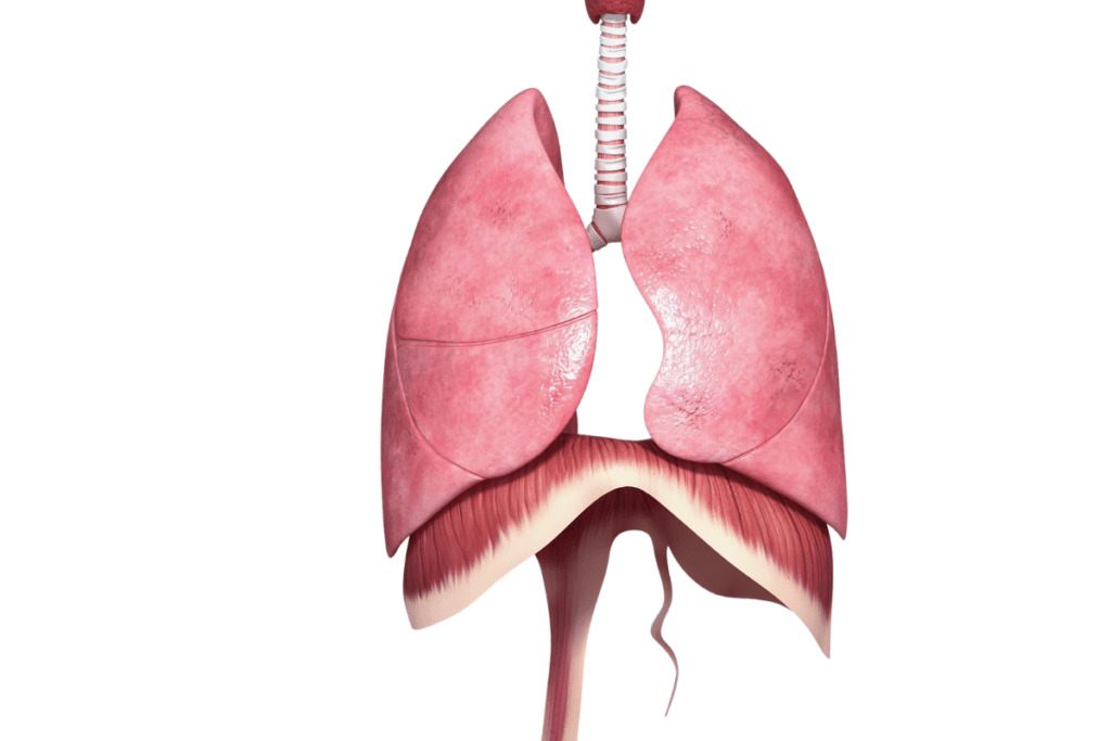 Eine Grafik mit den zwei Lungenflügeln.  Die unteren Ende der Lungenflügel berühren direkt das Zwerchfell. Das Zwerchfell ist in Kuppelform dargestellt. 