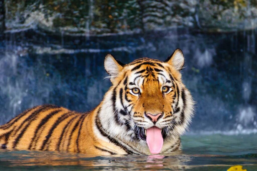 Jahr_des_Tigers_2022_Tiger steht im Wasser mit herausgestreckter Zunge.