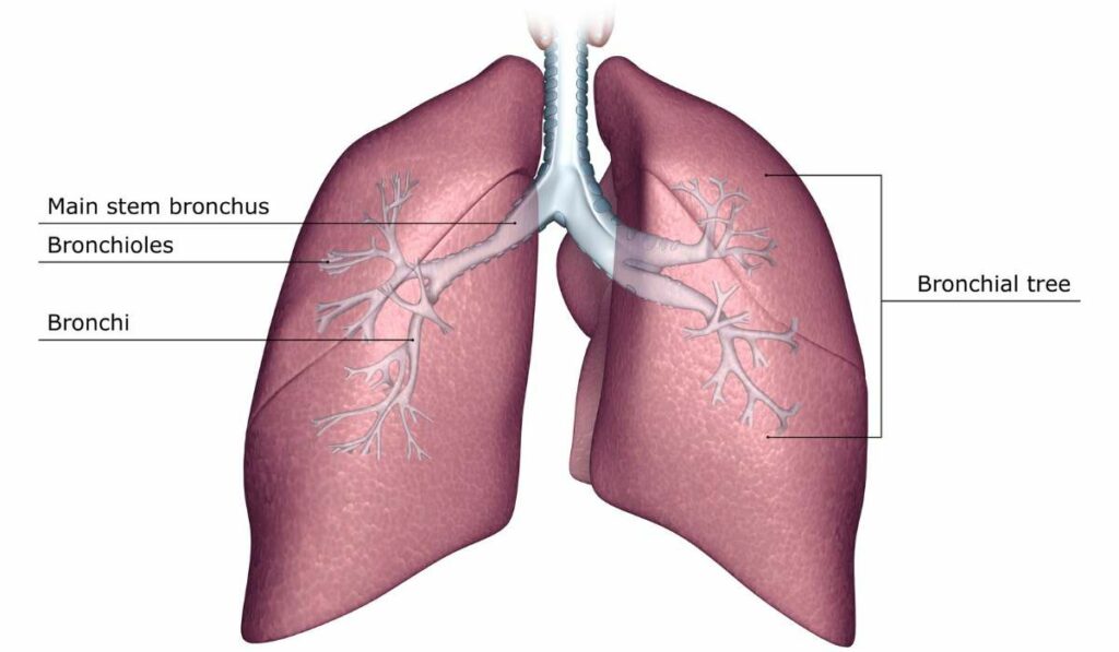 Lunge Bronchien